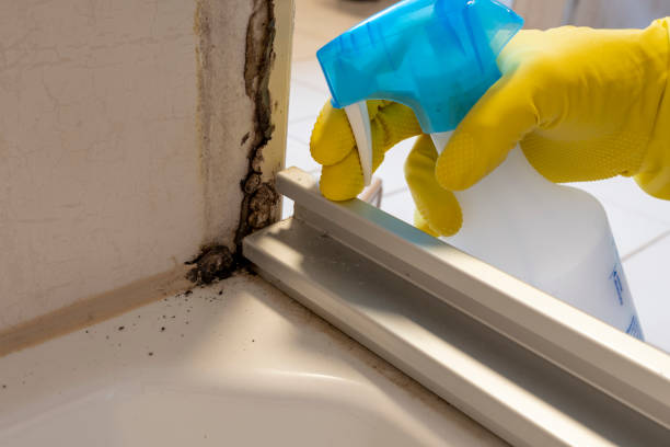 Best Commercial Mold Remediation in Anthem, AZ