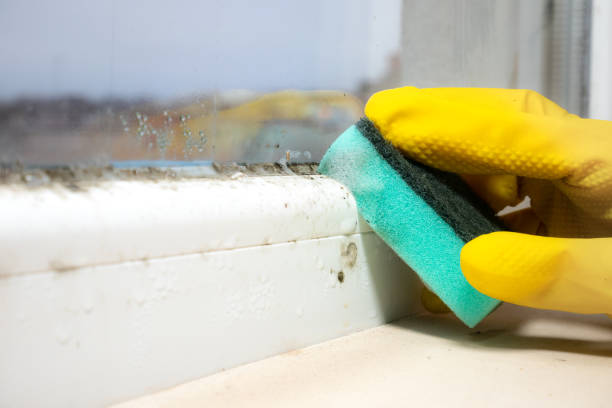 Best Basement Mold Remediation in Anthem, AZ