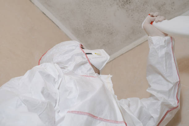 Best HVAC Mold Remediation in Anthem, AZ