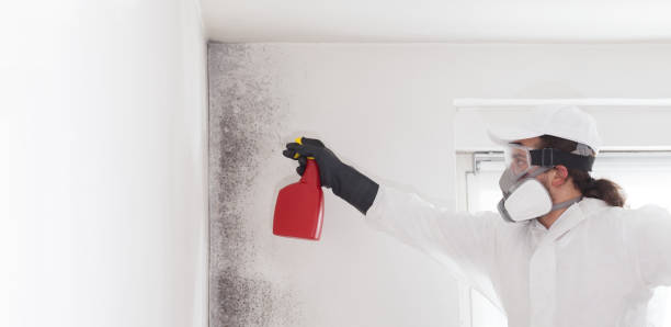Best DIY Mold Remediation Support Services in Anthem, AZ