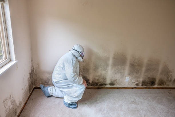 Best Mold Testing and Inspection Services in Anthem, AZ